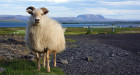 Ferðaþjónustuaðilar á Norðausturlandi