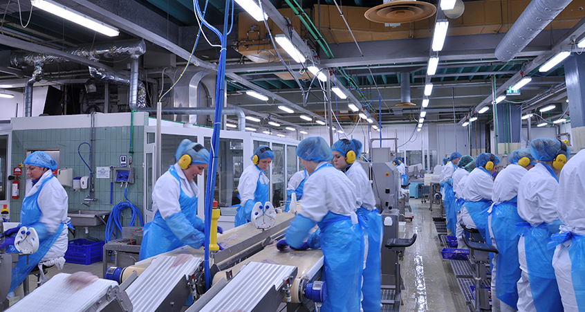 Grandi_fish_processing_conveyor_belt3_2011.jpg